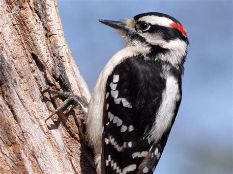 downy woodpecker  pet productsd pet products