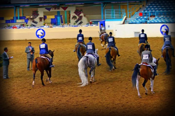 Arabians