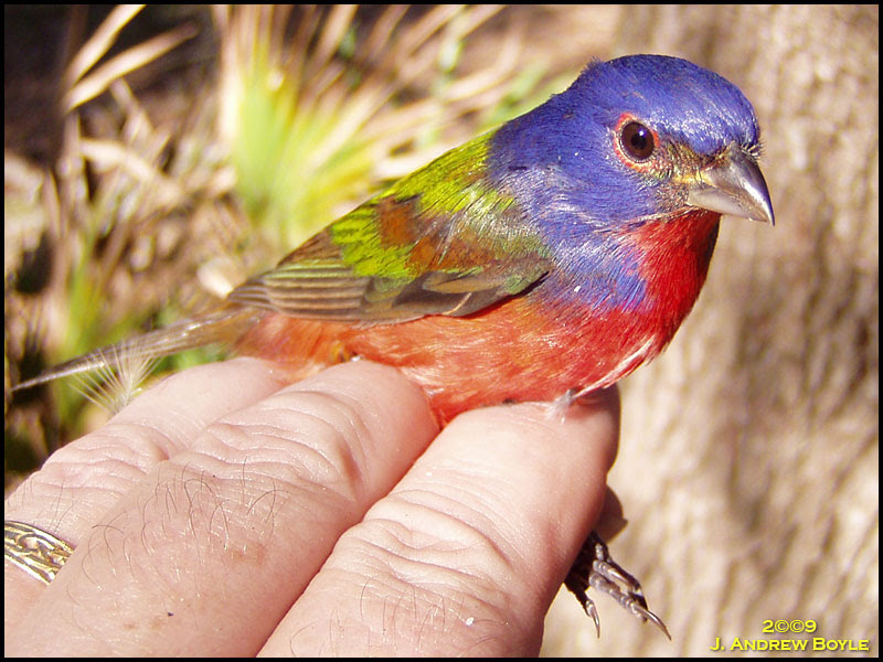 Painted Bunting