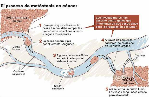 Liver Cancer Symptoms Sign Ribbon cells Horoscope Symbol Tattoos Research Zodiac Sign Ribbon Tattoos