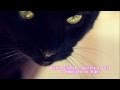 √完了しました！ かっこ��い 猫 壁紙 おしゃれ 367396-かっこいい 猫 壁紙 おしゃれ