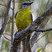 eastern yellow robin