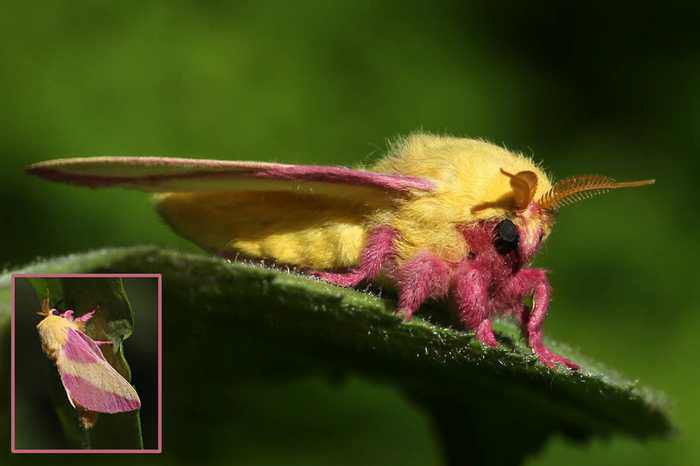 Insanely Colorful Animals