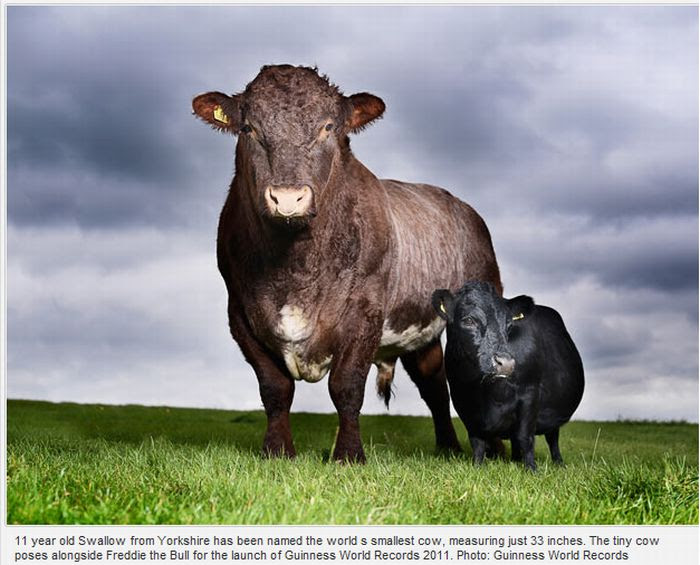 Guinness World Records 2011 (10 pics)