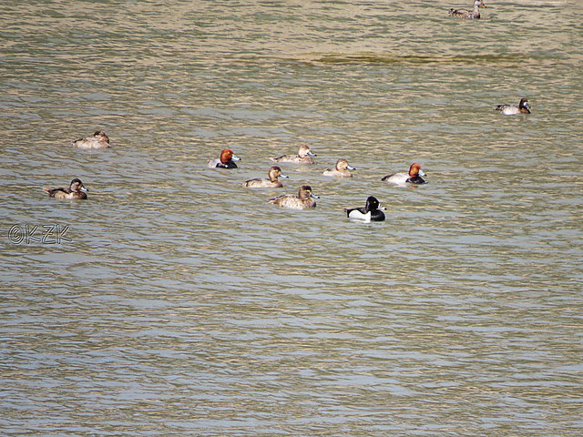 IMG_1314cps Ring-Necked Duck, Redheads and ?