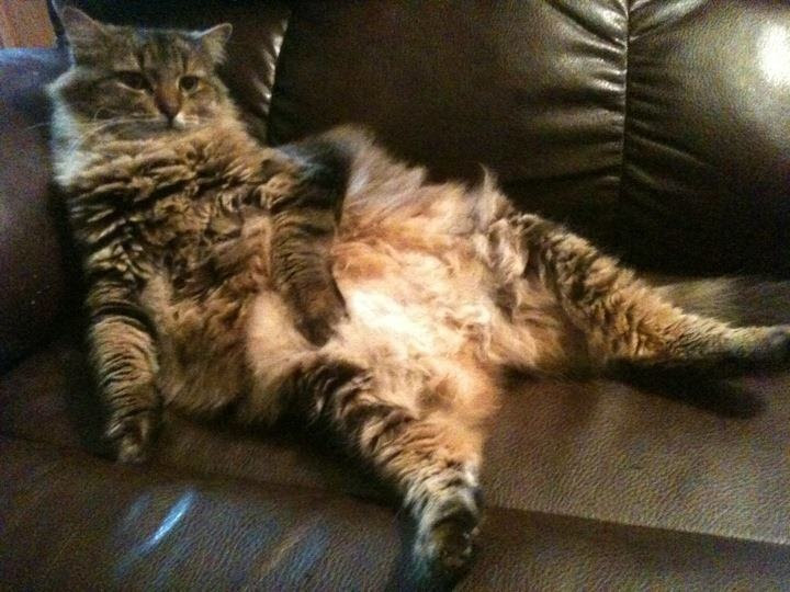 My lazy fat cat!