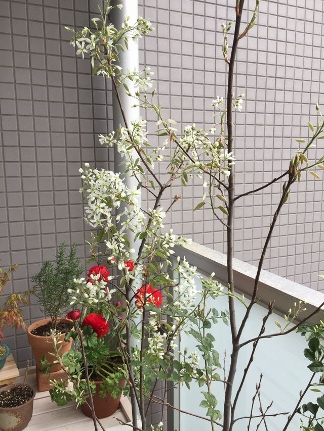ジューンベリー鉢植えでの育て方 用土 肥料 剪定など 観葉植物ブログ緑組 植物の育て方
