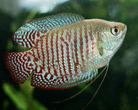 wallpapers of animal gouramis fish photos