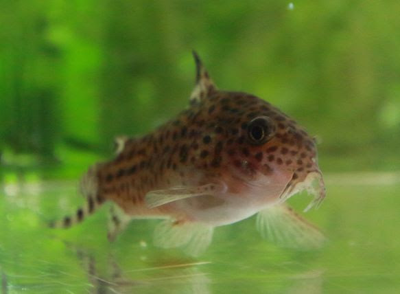 コリドラスのヒゲが溶けた時の原因と対処法 気楽にコリドラス
