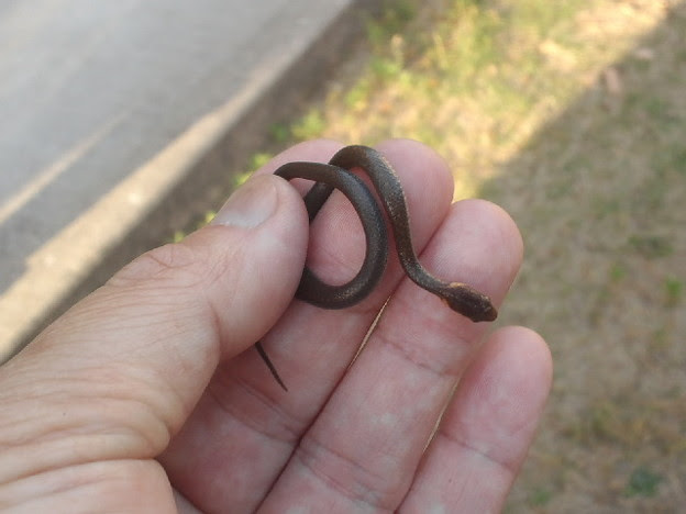 ヘビの赤ちゃん捕まえた ちっちゃくてメッチャ可愛い 写真共有サイト フォト蔵
