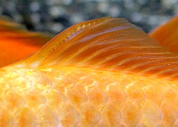 トメ子 逝く 金魚