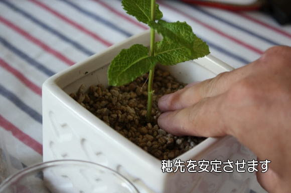 挿し木の方法 ベランダガーデニング入門