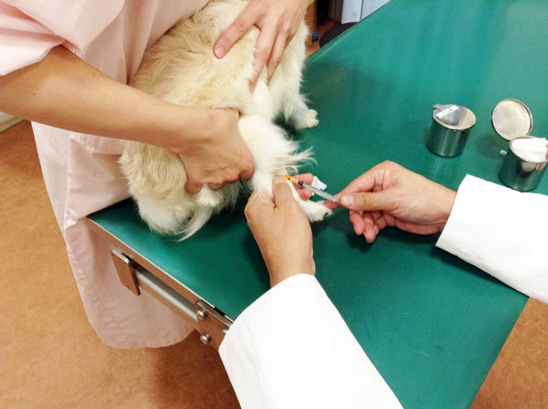 動物看護師の平均給料はいくら