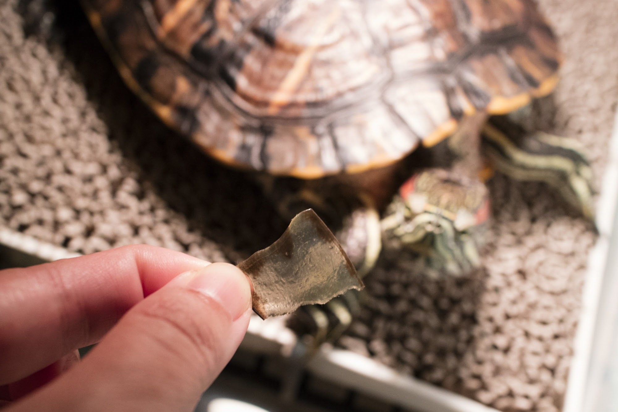 ごろたんに脱皮の季節到来で甲羅パズル