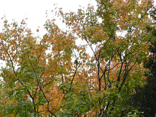 naturenotesDSCN0773