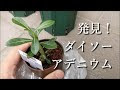[10000ダウンロード済み√] ���イソー 観葉 植物 レア 2022 161068-ダイソー 観葉 植物 レア 2022