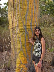 yellow_tree