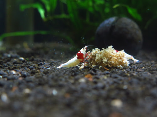 ビーシュリンプの水槽 プラナリアやミズミミズの駆除は 熱帯魚 淡水魚 海水魚の図鑑