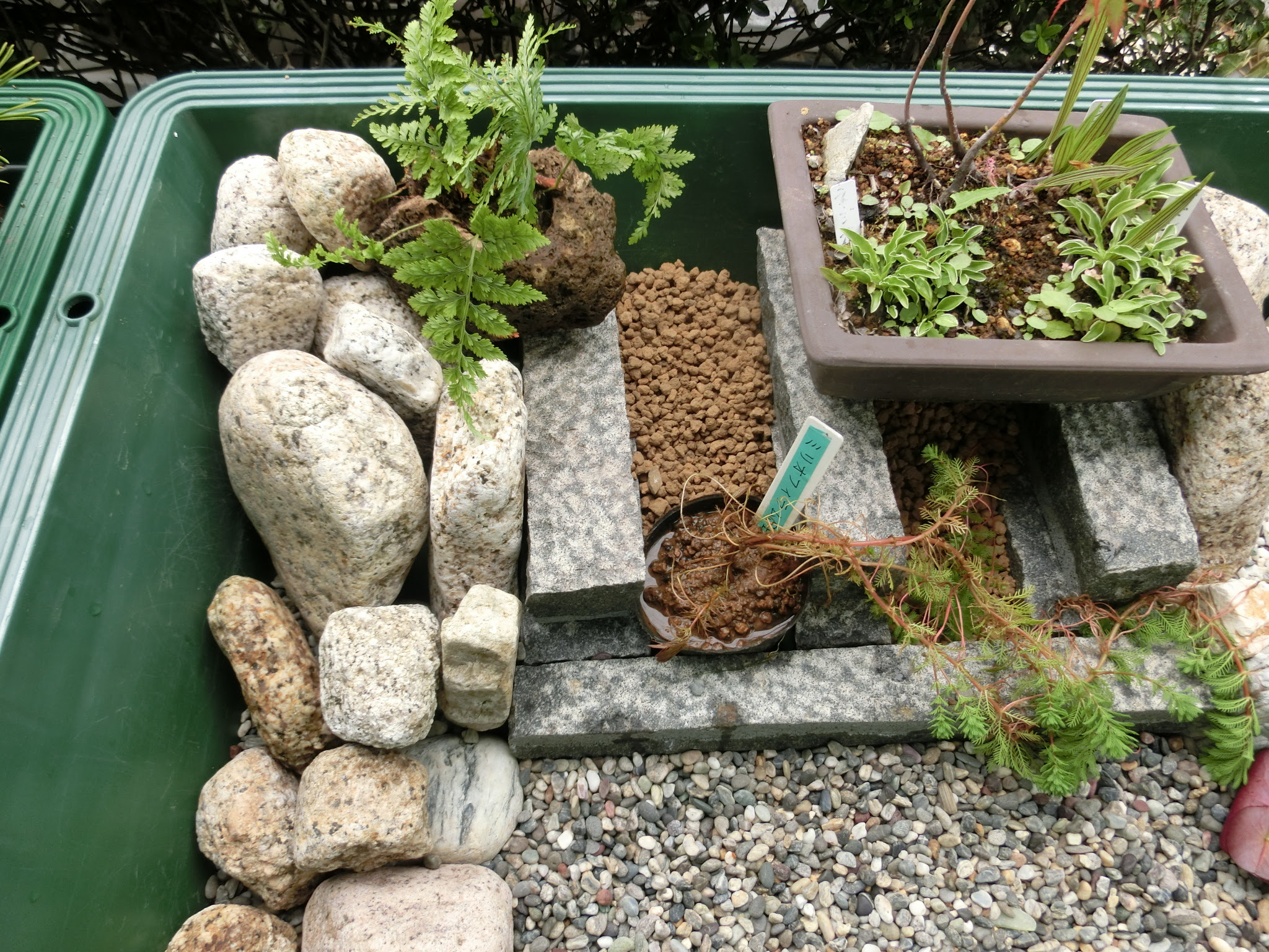 プラ舟ビオをリセット 我慢できないナ 87 はな ジ ジのめだか日記