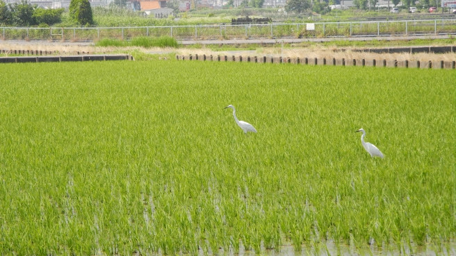 田んぼでエサをとっている鳥はサギで 日本各地で見られる野鳥です ハロ いちのみや 愛知県一宮市