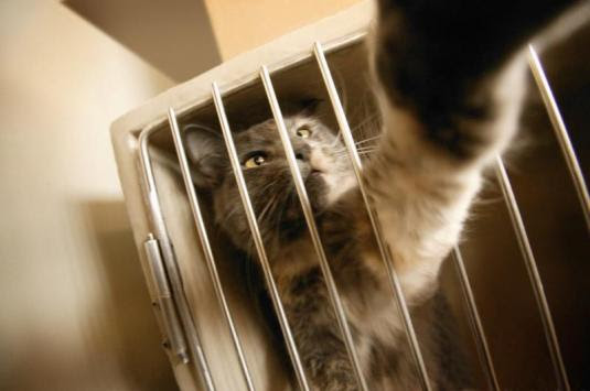 Abandonner Un Chat Pourquoi Comment Quelle