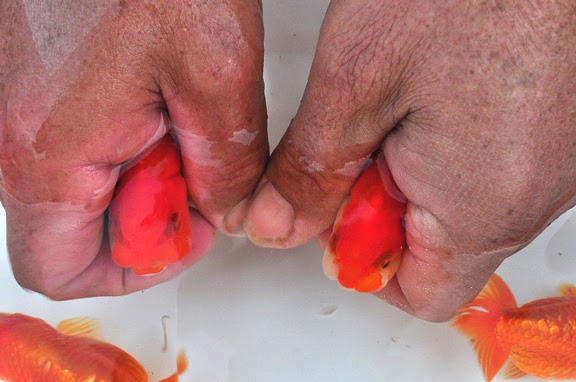 深見氏編01 02 金魚探訪記 神畑養魚株式会社