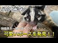 [最も選択された] ハクビシン 可愛い 242187-ハクビシン 可愛い