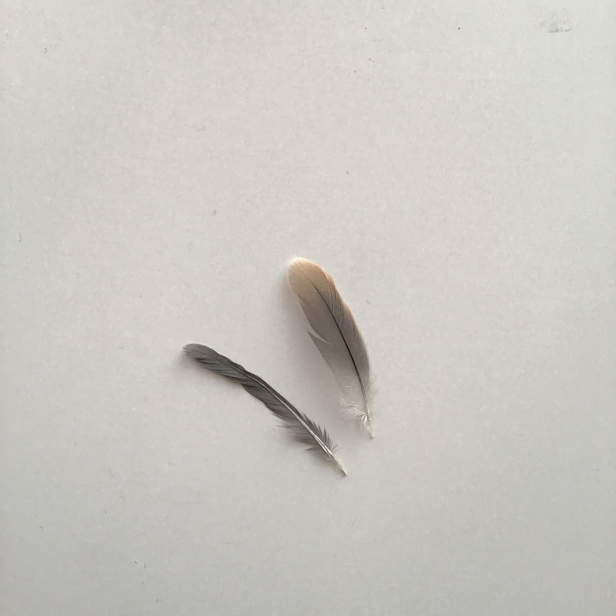 文鳥 In ついに風切羽根がぬけた この形からすると やはり代謝に問題があるのかしらん 今日のキューゲル 文鳥