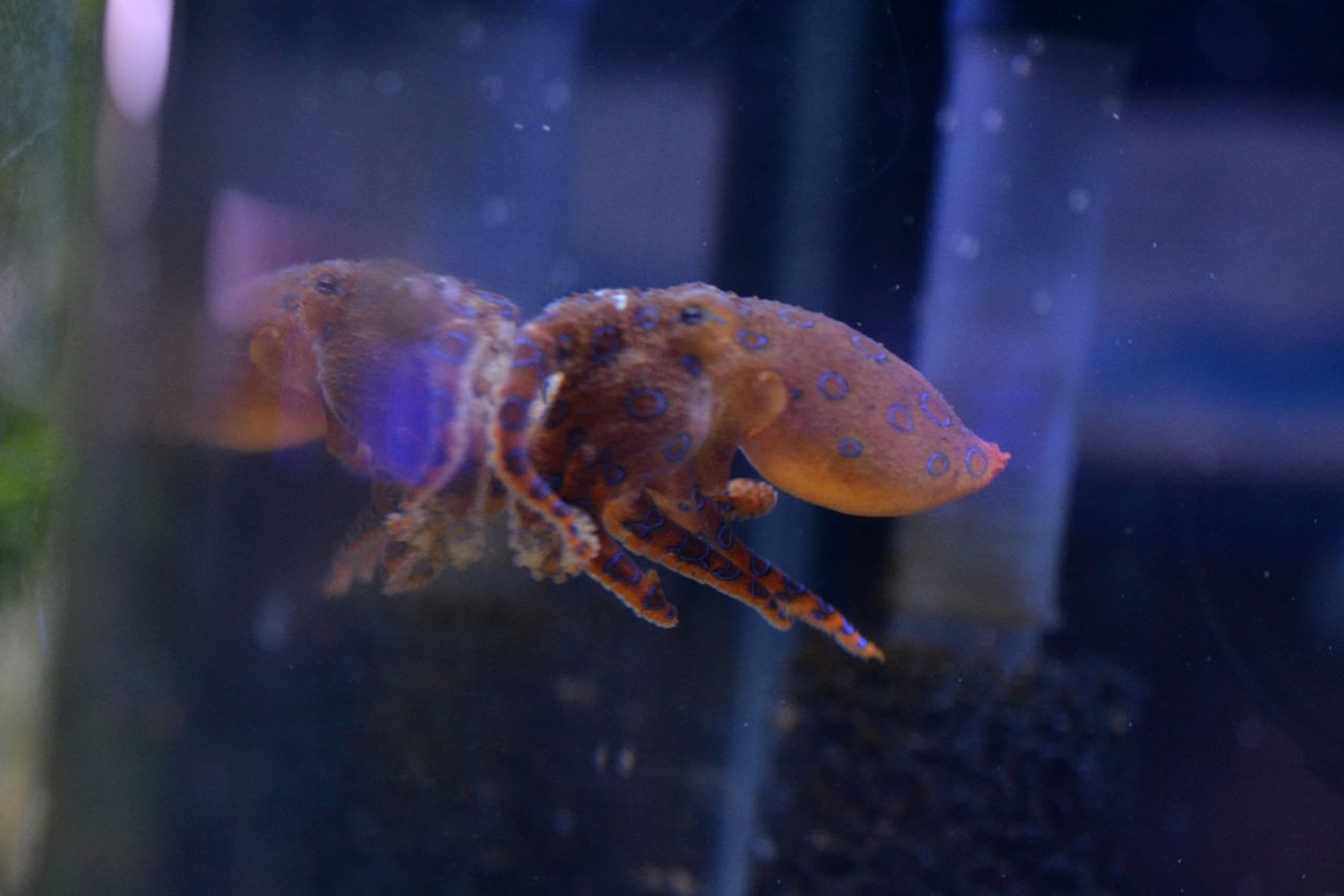 ハンクが来たー 無脊椎動物の紹介 海水魚のパイオニア 日海センター 日海フィッシュコム