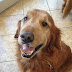 Golden Retriever Puppies For Adoption In Colorado - It'll chase a ball as many times as you're willing to throw.