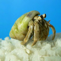 ヤドカリパーク オカヤドカリ専門店 オカヤドカリの飼育方法