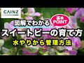 【人気ダウンロード！】 花 水やり 春 304647-花 水やり 春