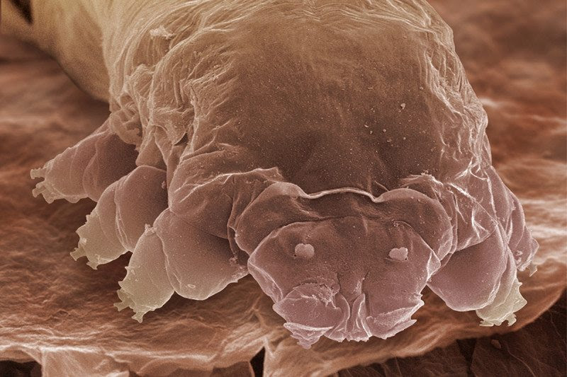 menagerie_z4450309-eyelash_mite_sem-spl-