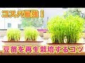 ++ 50 ++ 豆苗 水耕栽培 種か��� 432702-豆苗 水耕栽培 種から