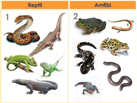 terkeren contoh hewan mamalia reptil amfibi