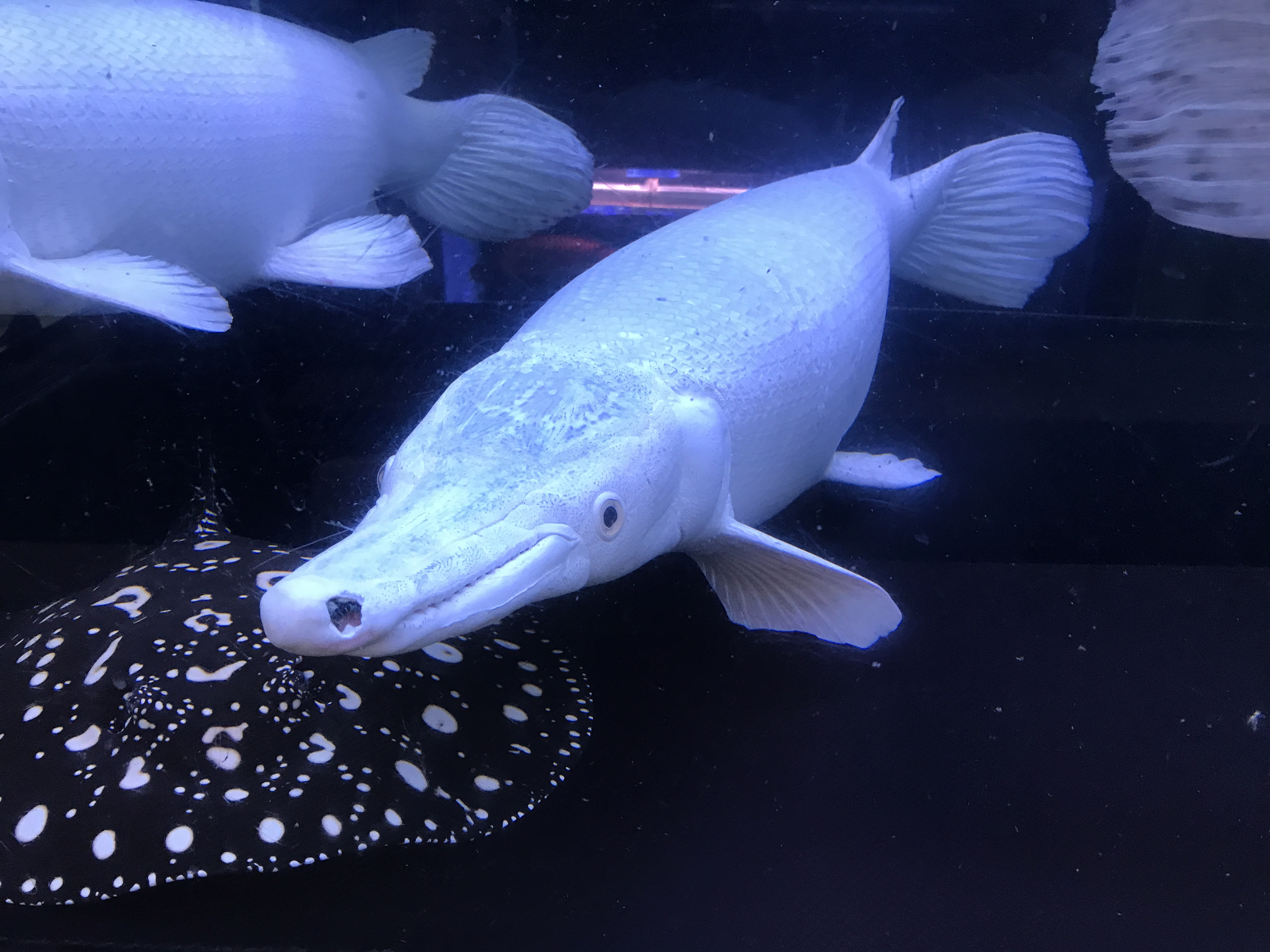 プラチナアリゲーターガー アクアルームボス