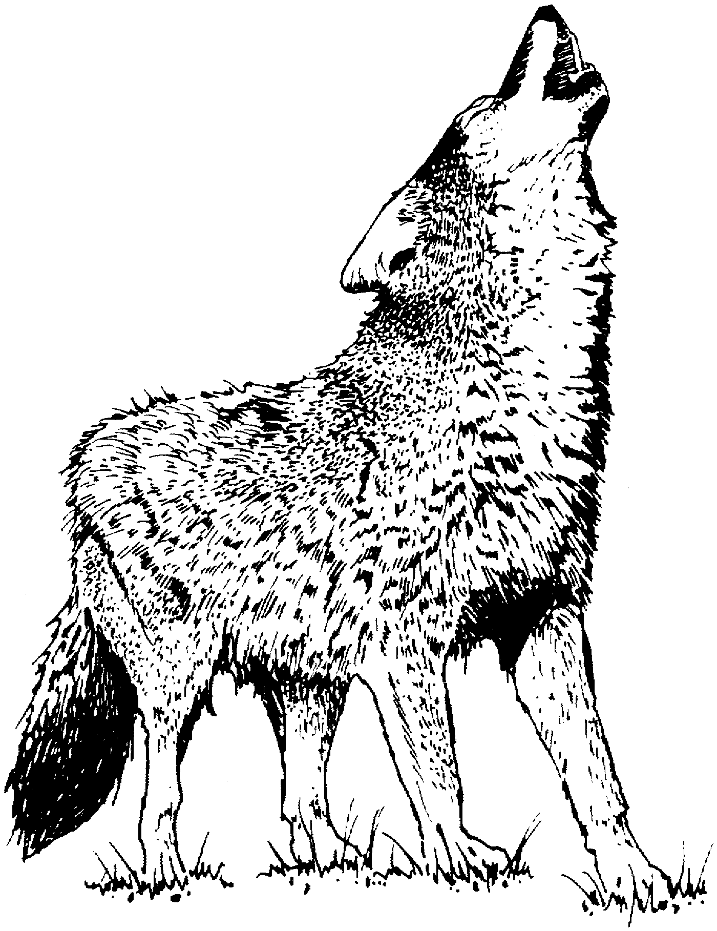 Download Free Wolf Coloring Pages