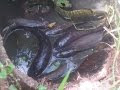 Amazing Fishing in the world - Natural Life Fishing at Siem Reap - Trap ...