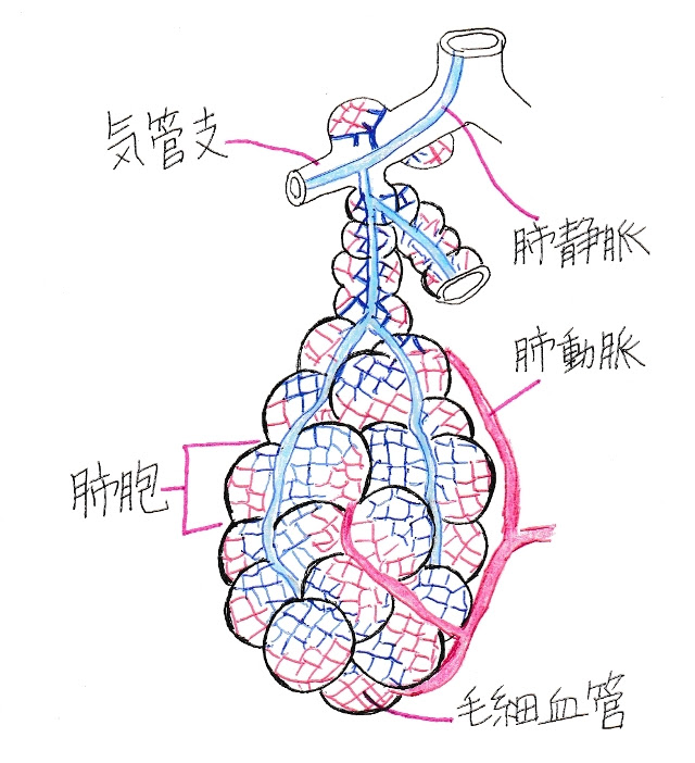 50 肺胞 イラスト