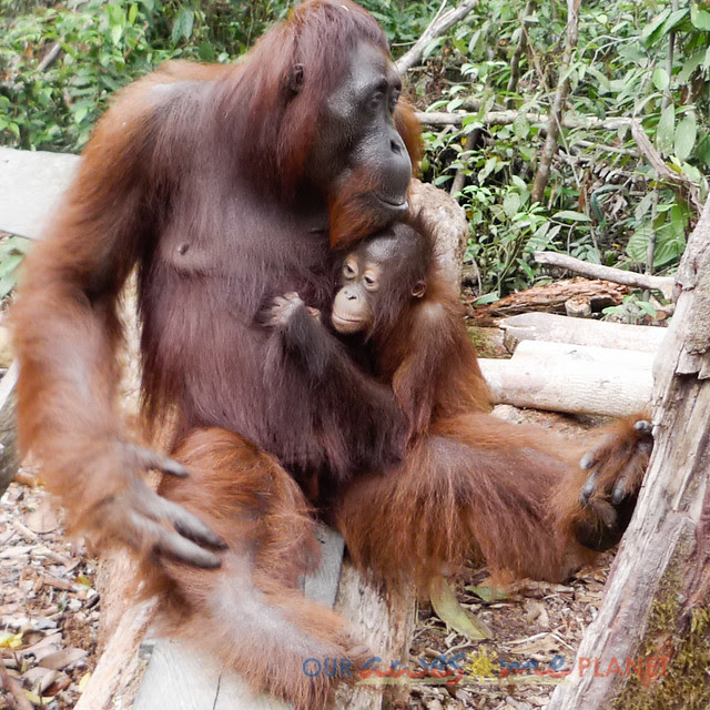 ORANG UTANS TANJUNG PUTING KALIMANTAN BORNEO Largest ORANG UTANS TANJUNG PUTING KALIMANTAN BORNEO Largest