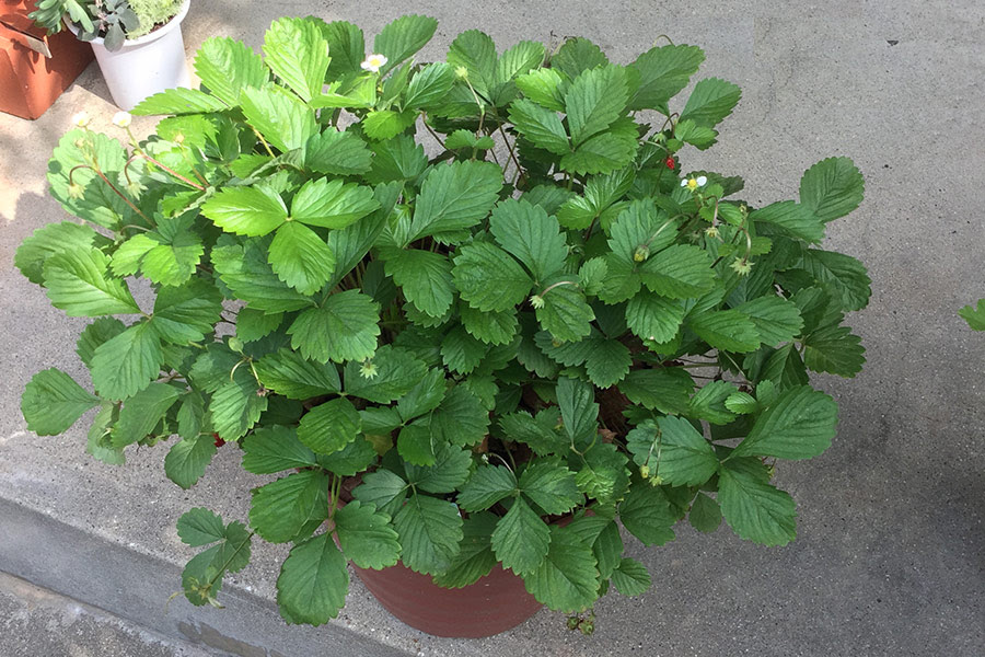 ワイルドストロベリー Sierrarei Blog