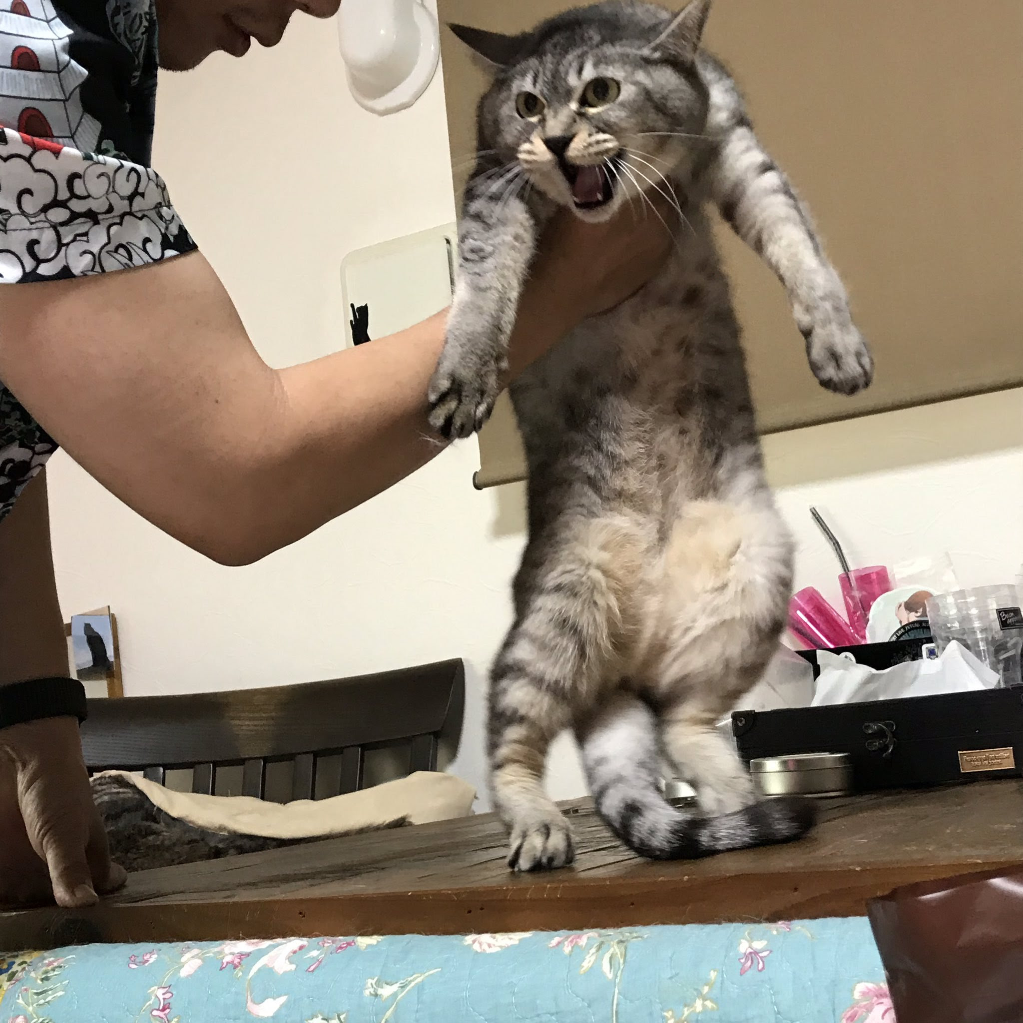 猫 抱っこするにゃー 触るにゃー Netgeek