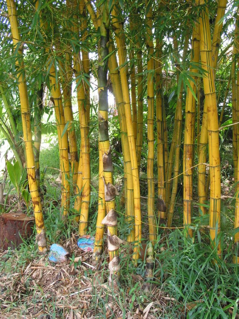 Perbedaan Morfologi antara Bambu Kuning Bambusa vulgaris Perbedaan Morfologi antara Bambu Kuning Bambusa vulgaris