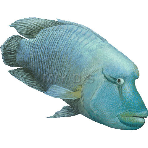 メガネモチノウオ ナポレオン フィッシュのイラスト 条件付フリー素材集