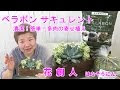 [ベスト] 多肉 植物 簡単 309468