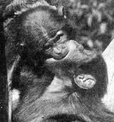 two views of bonobo monkeys kissing