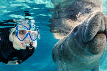 Swim with Manatees in Crystal River Florida, Manatee Tours 