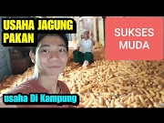 Viral USAHA SUKSES DI KAMPUNG Usaha Jagung Pakan , viral!