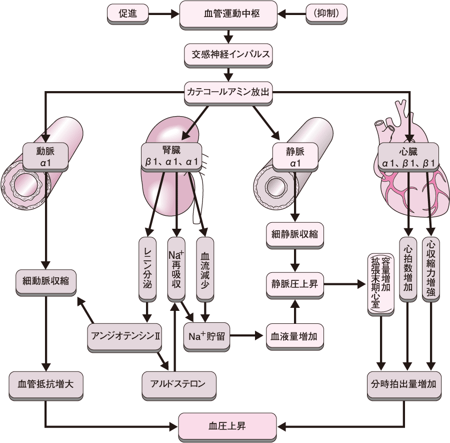 腎機能改善 生活