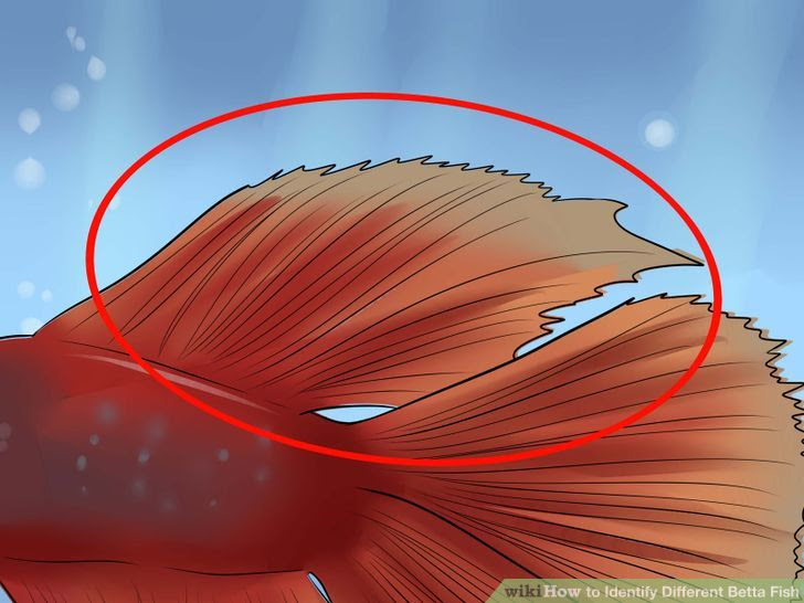 Identify Different Betta Fish Step 10.jpg